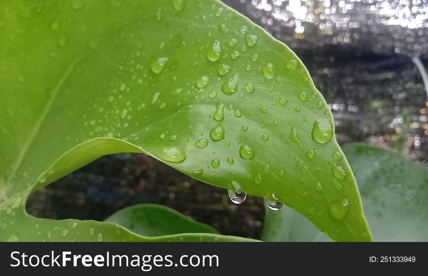 View of water drop on leaf.