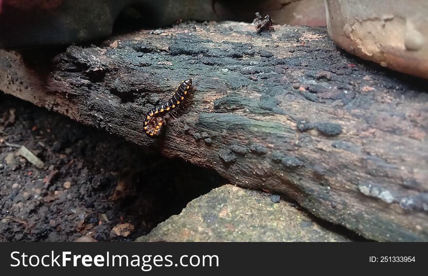 View Of Black Millipedes.