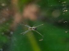 Spider Eggs In The Web.insect,animals,fauna Macro Photography Stock Images