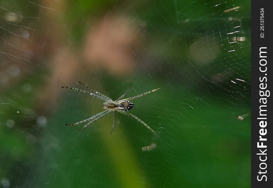 Spider Eggs In The Web.insect,animals,fauna Macro Photography