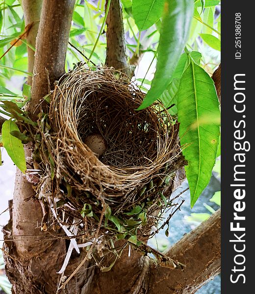 Nest with a small egg laid by a black hair bird commonly see in and around Sri-Lankan home gardens..