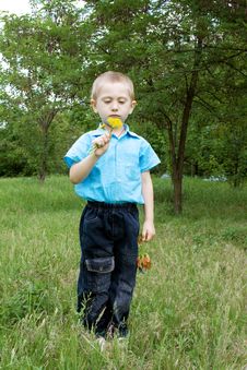 Little Boy With Dandelion Royalty Free Stock Photo Little Boy With Dandelion Royalty Free Stock Photo