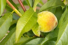 Peach Royalty Free Stock Photos Peach Royalty Free Stock Photos
