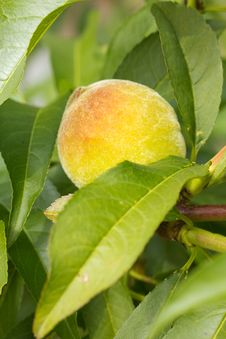 Peach Royalty Free Stock Photography Peach Royalty Free Stock Photography