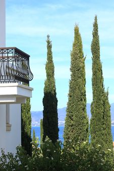 Cypress Trees Stock Photos Cypress Trees Stock Photos