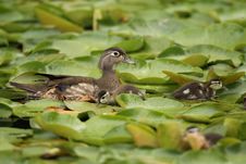 Wood Duck Female With Ducklings Royalty Free Stock Image