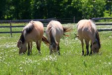 Norwegian Fjord Horse Stock Photos Norwegian Fjord Horse Stock Photos