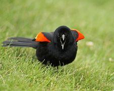 Male Red-winged Blackbird Stock Images Male Red-winged Blackbird Stock Images