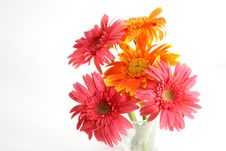 Orange Gerbera Royalty Free Stock Photos Orange Gerbera Royalty Free Stock Photos