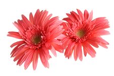 Orange Gerbera Royalty Free Stock Photos Orange Gerbera Royalty Free Stock Photos