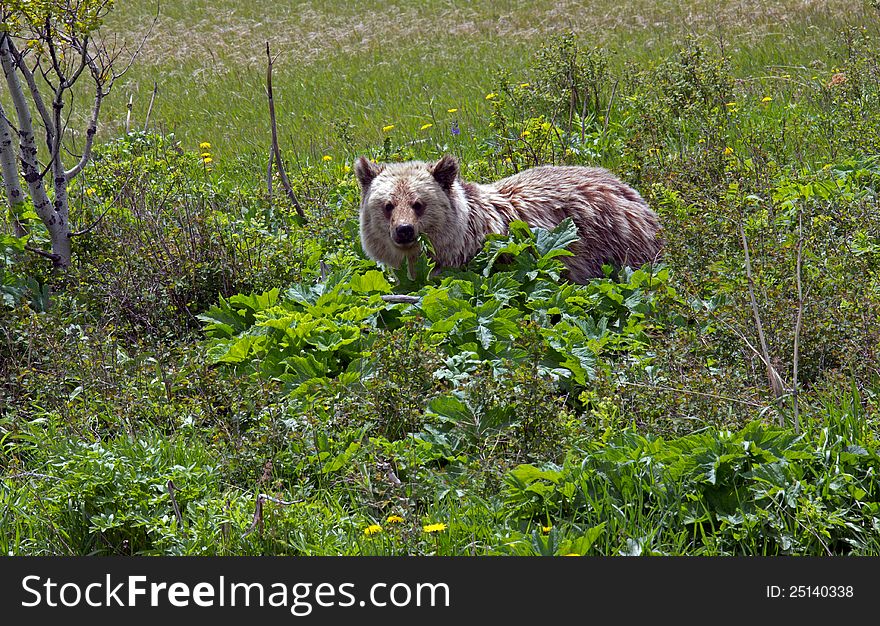 Grizzly Bear Feeding On Cowslip