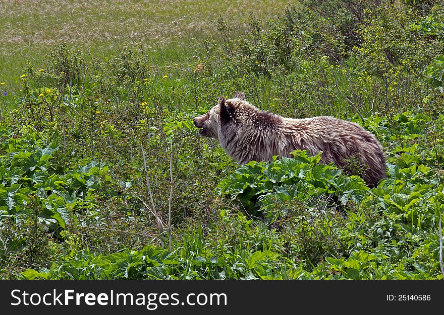 This image of the grizzly bear fully on alert and leaving the brush area was taken near Glacier National Park, MT. This image of the grizzly bear fully on alert and leaving the brush area was taken near Glacier National Park, MT.
