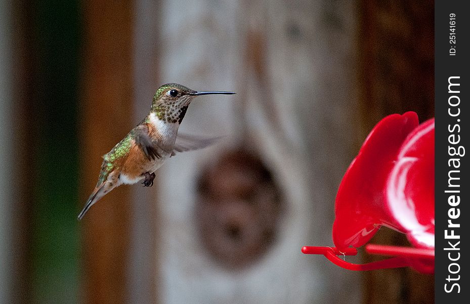 Female rufous hummingbird approaching a feeder