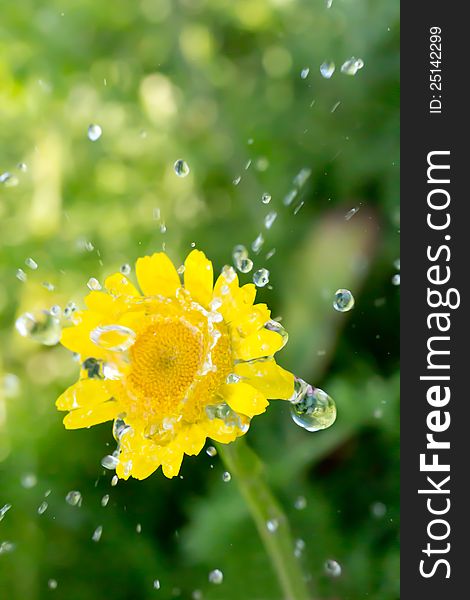 Yellow flower with water drops in the field. Yellow flower with water drops in the field