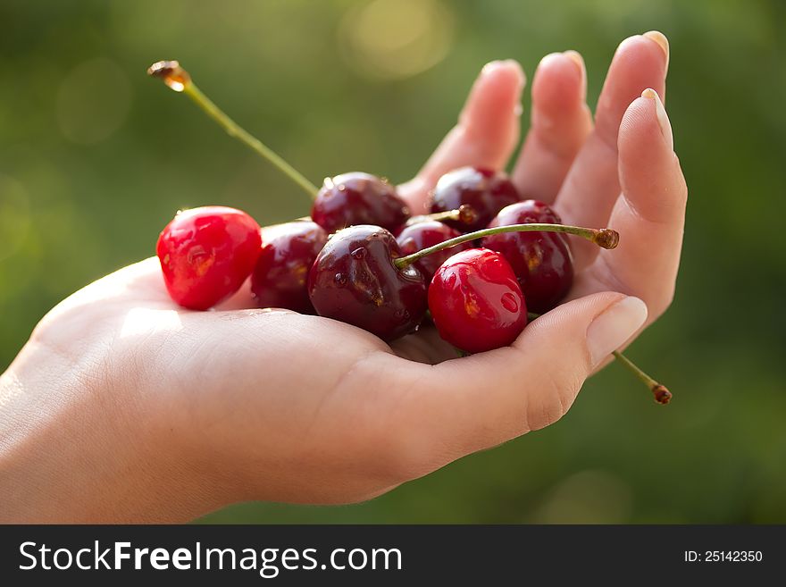 Fresh cherries in the womans hand. Fresh cherries in the womans hand