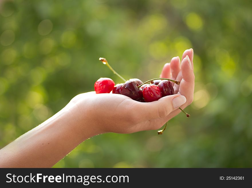 Woman`s hand with fresh cherries on green background. Woman`s hand with fresh cherries on green background