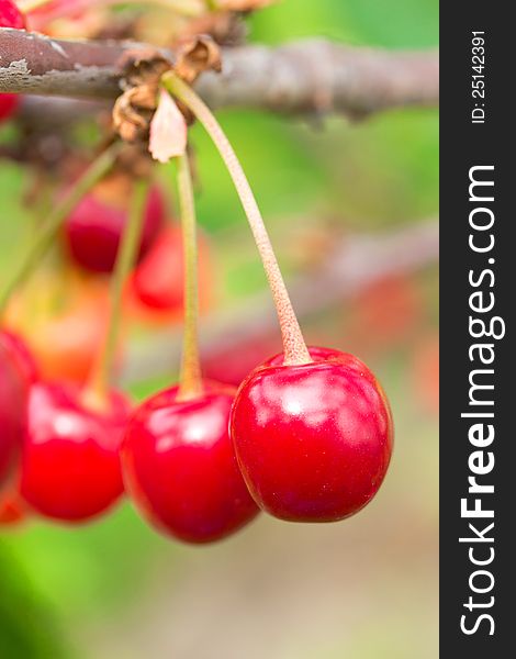 Fresh bright cherries on the branch. Fresh bright cherries on the branch