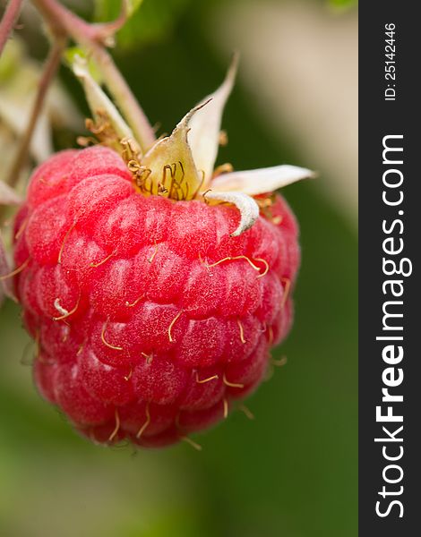 Macro photo of fresh raspberry in garden