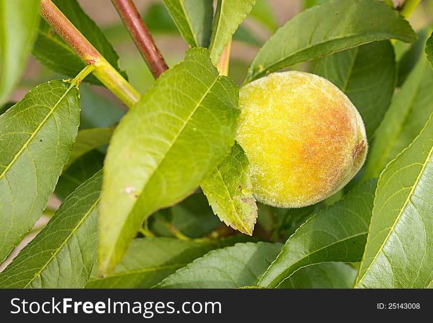 Ripe peach ready to pick on tree branch