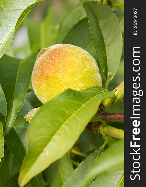 Fresh ripe peach on tree branch