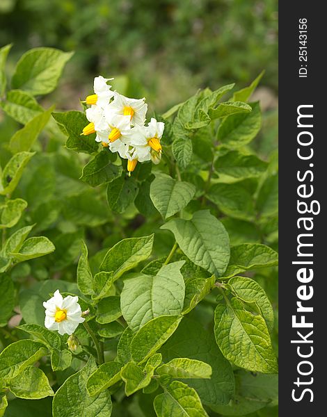 A picture of flowers of new potatoes is in a vegetable garden. A picture of flowers of new potatoes is in a vegetable garden