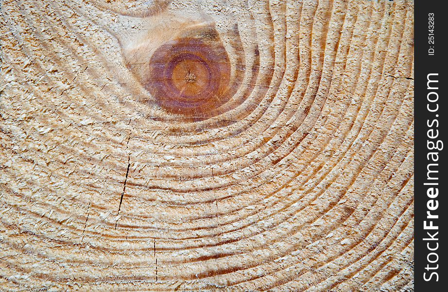 Cut of a tree is photographed close-up