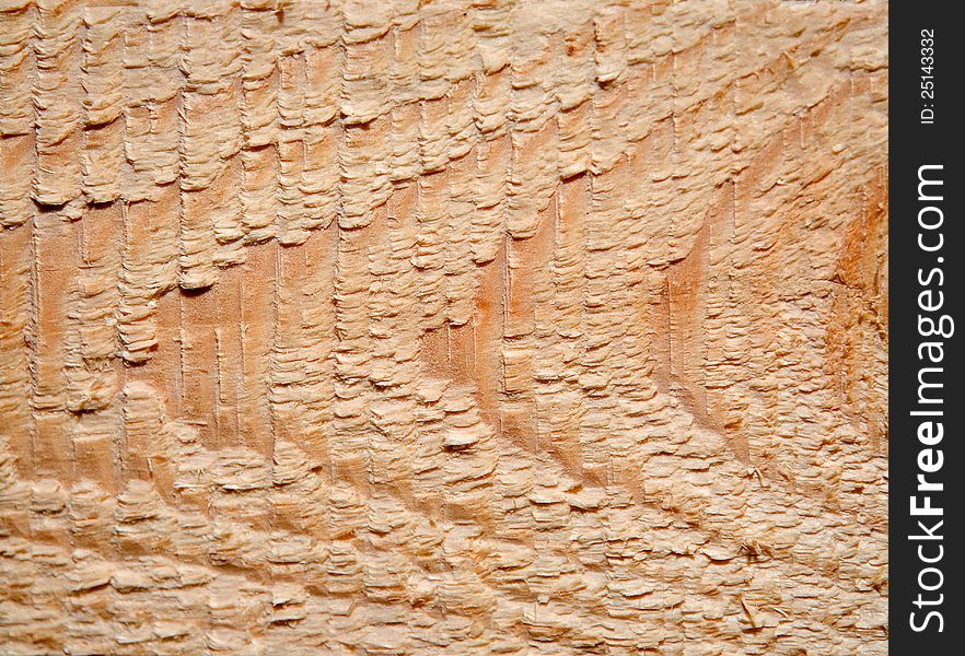 Cut of a tree is photographed close-up