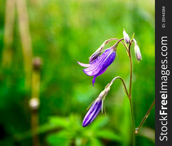 Bluebells with water drops and green background