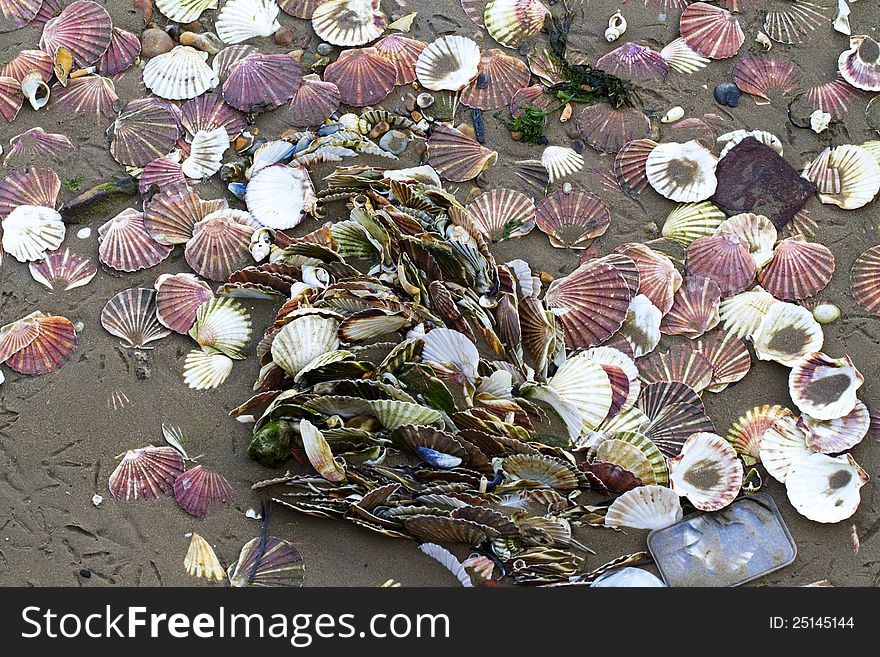 Discarded shells and rubbish found on the beach.