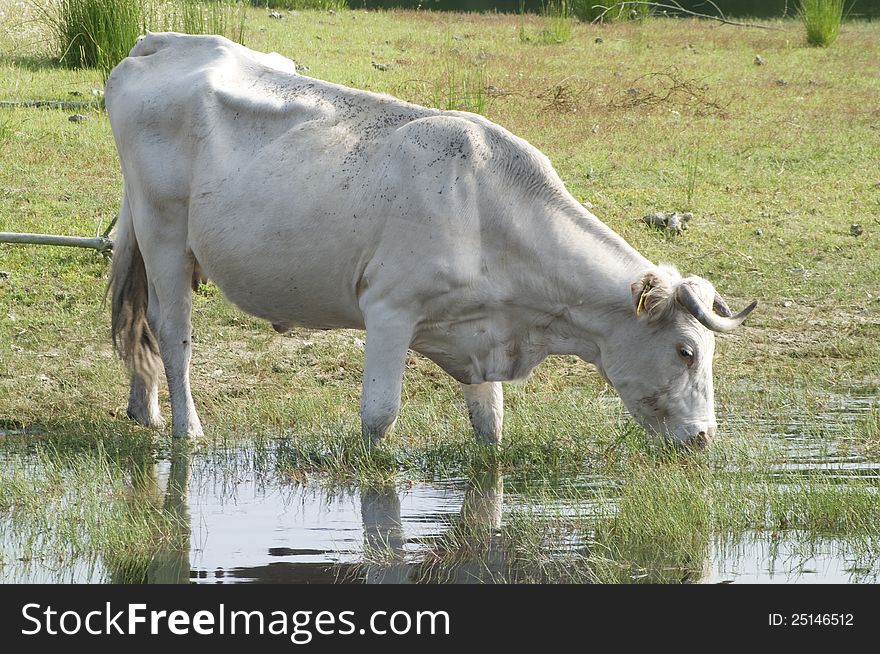 White cow eating fresh grass directly from a small lake, on a field of Alentejo, Portugal.
