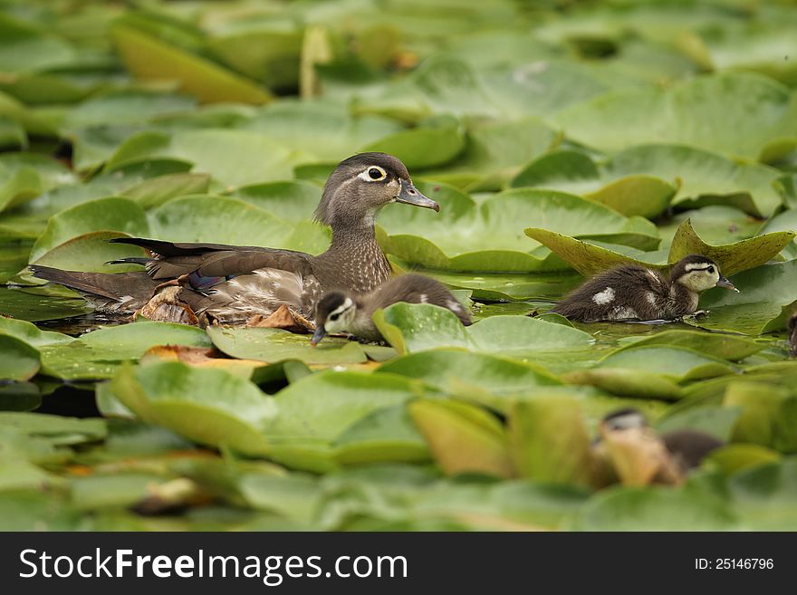 Wood Duck female with ducklings