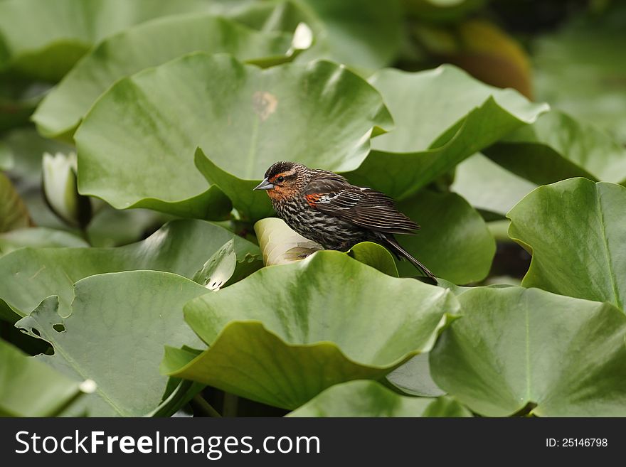 A young male Red-winged Blackbird (Agelaius phoeniceus) calling in a pond.