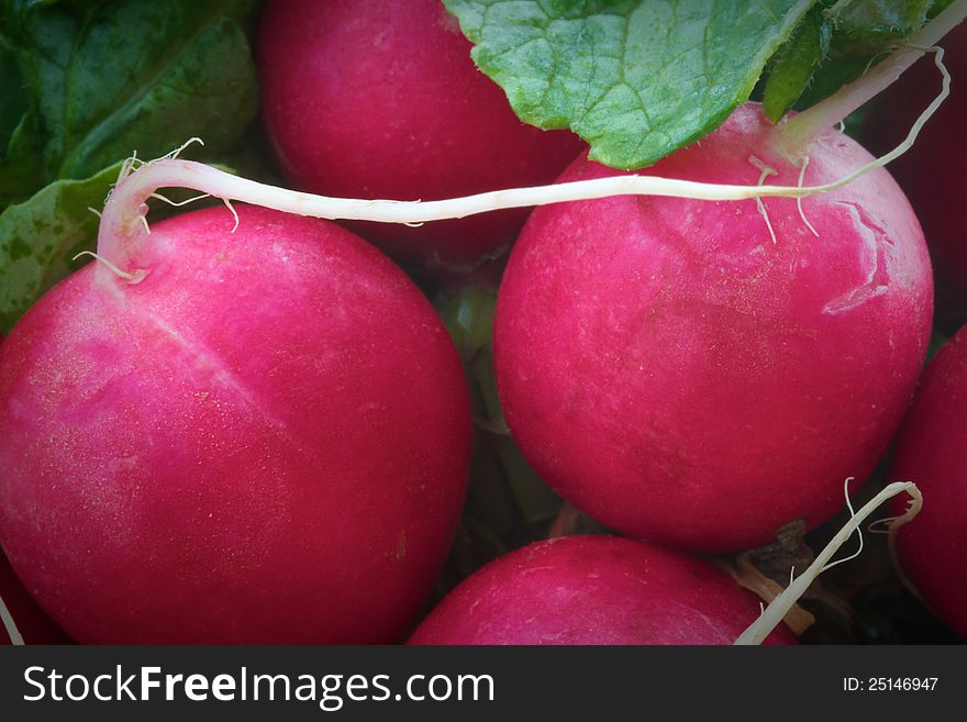 Bunch of freshly washed radishes. Bunch of freshly washed radishes