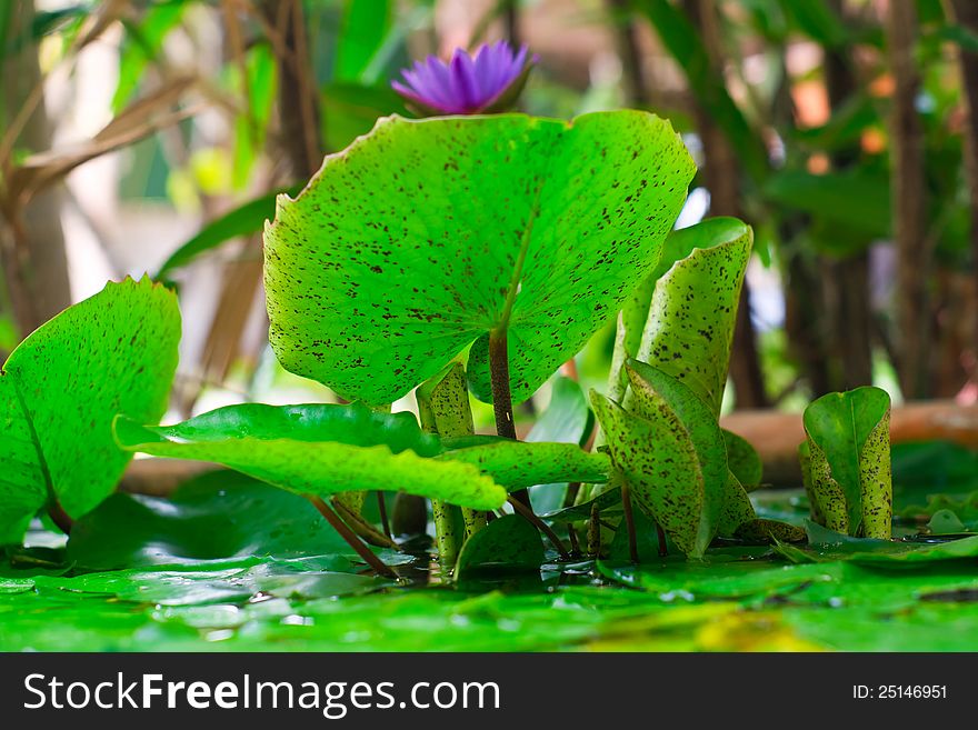 A blooming lotus flower