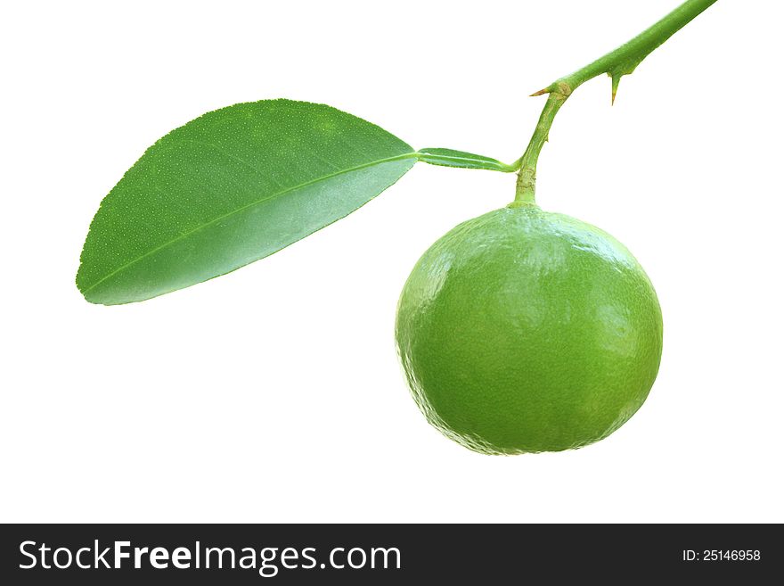 Green fresh lime isolated on white background