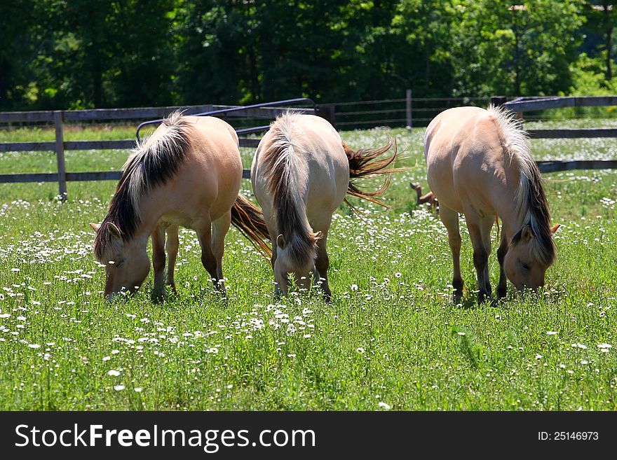 Norwegian Fjord horse three standing in field of ox-eyed daisy flower