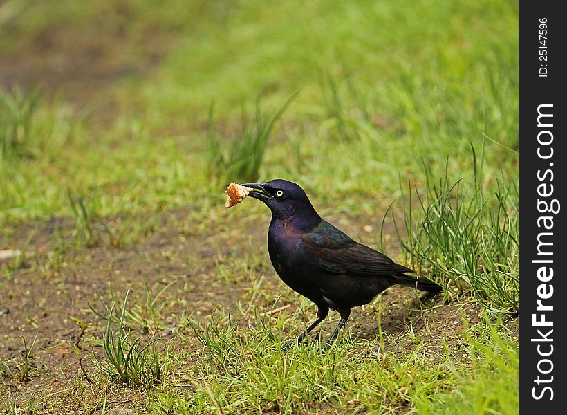 A shiny adult Common Grackle eating a piece of bread.