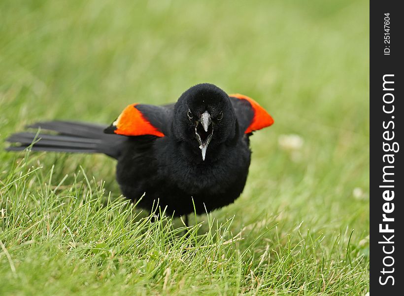 A male red-winged blackbird calling and showing off his red epaulets.