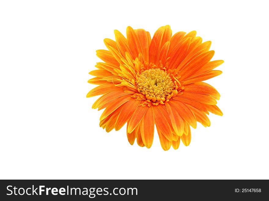 Orange gerbera on white background