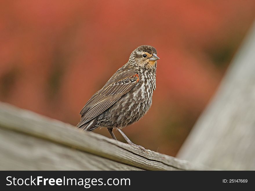 A young male red-winged blackbird (Agelaius phoeniceus) perched on a wooden railing. A young male red-winged blackbird (Agelaius phoeniceus) perched on a wooden railing.