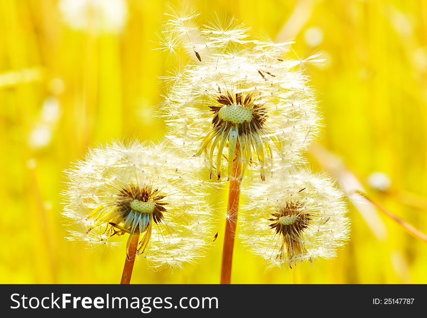 Macro shot of wild camomile on a blue sky background