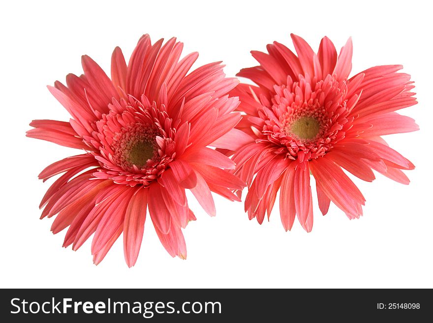 Orange gerbera on white background