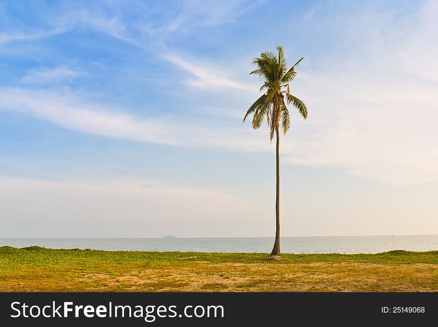 A Coconut Palm Tree On Sea Shore