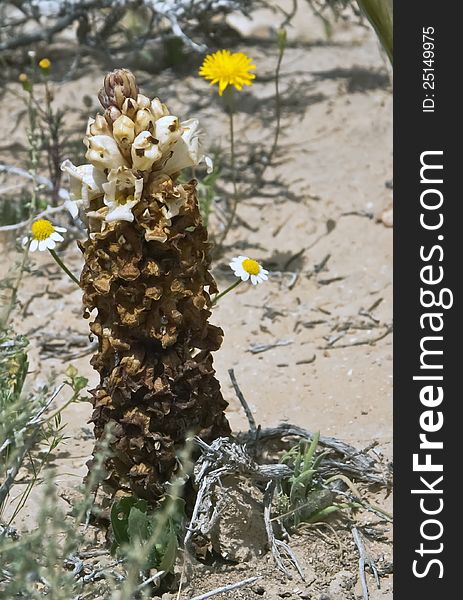 Blossoming flowers in desert, Israel