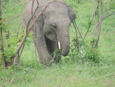 Sri Lankan Elephant With Tusks - Isolated Stock Photos Sri Lankan Elephant With Tusks - Isolated Stock Photos