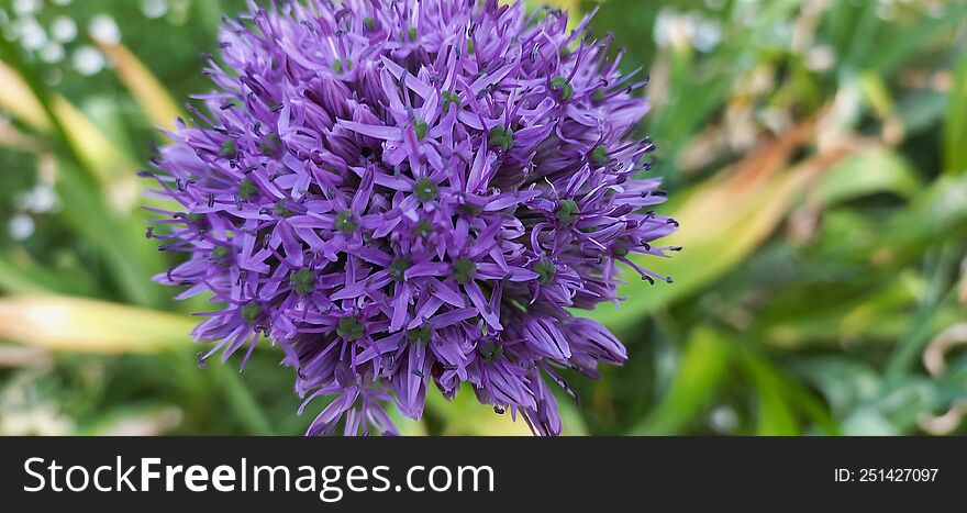 Echinops is a genus of about 120 species of flowering plants in the family Asteraceae, commonly known as globe thistles. They have