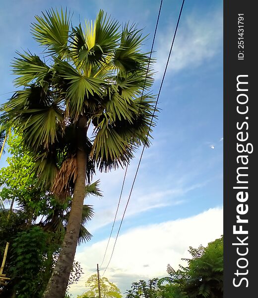 Single Plum Tree With Sky View