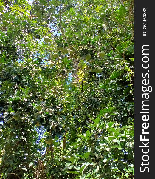 Sweet Green Lemon Tree photo
