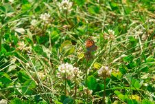LITTLE TINY ORANGE BUTTERFLY.. MONARCH Stock Photo LITTLE TINY ORANGE BUTTERFLY.. MONARCH Stock Photo