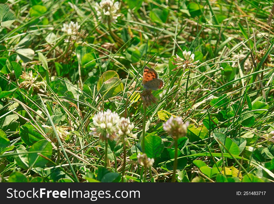 A baby monarch. orange and black butterfly sitting in the grass and weeds,  peaceful,  a butterfly has been a symbol of someone who has passed and when you see one, it is them coming to visit. A baby monarch. orange and black butterfly sitting in the grass and weeds,  peaceful,  a butterfly has been a symbol of someone who has passed and when you see one, it is them coming to visit